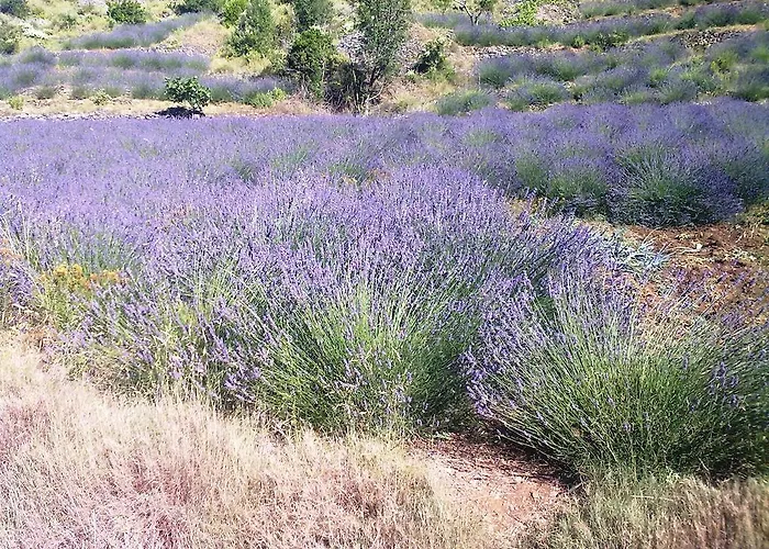 Jasminka Σολίν